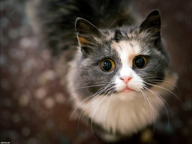 Ученые выяснили неожиданное сходство между людьми и кошками