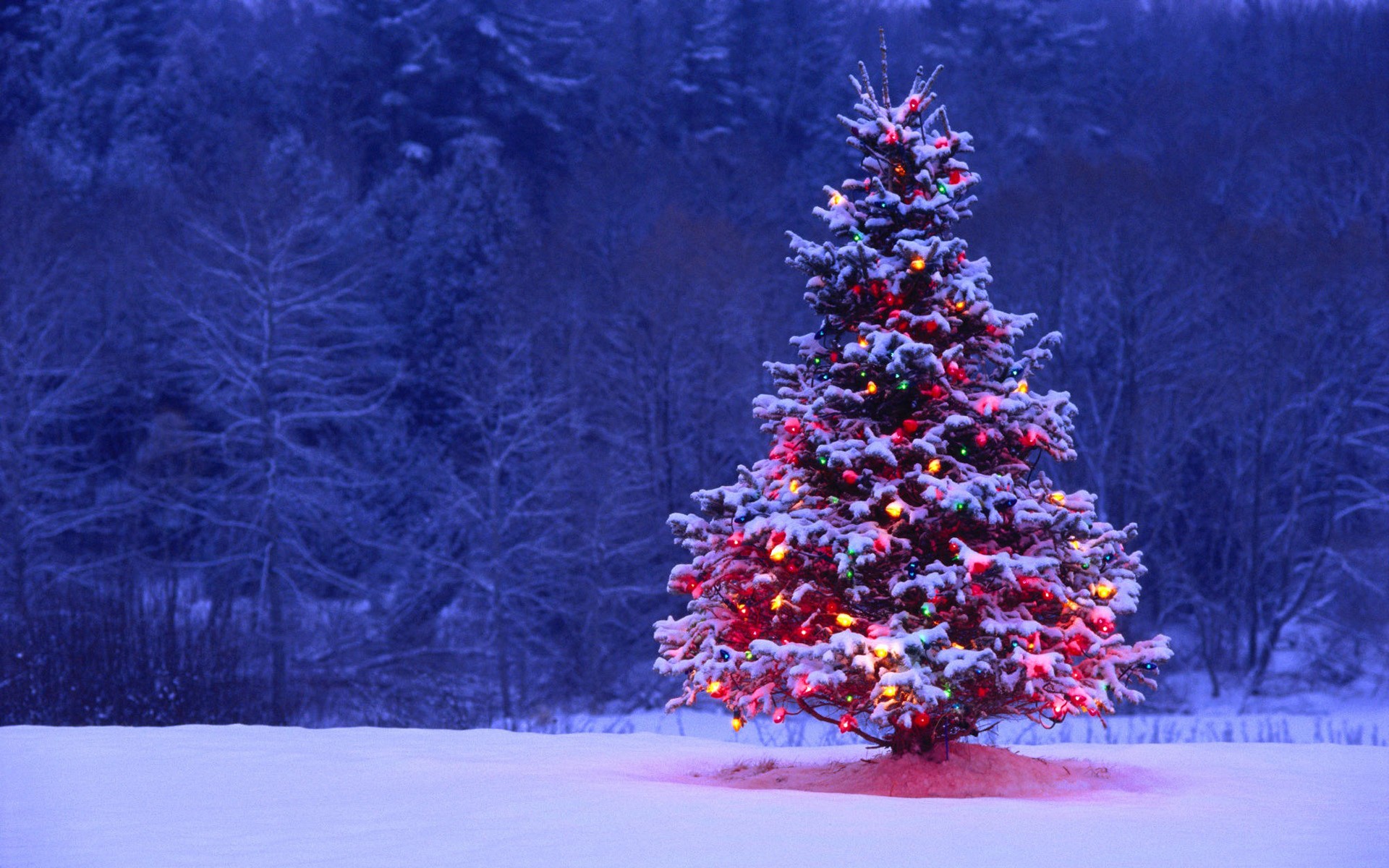 Белорусы купили у лесхозов более 151 000 новогодних елок и сосен