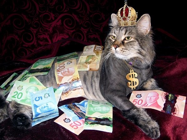 Итальянка завещала 30 тысяч евро своему коту