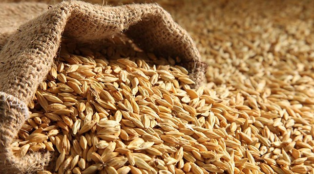 Аграрии Могилевской области обеспечены на 111% семенами яровых зерновых и зернобобовых культур