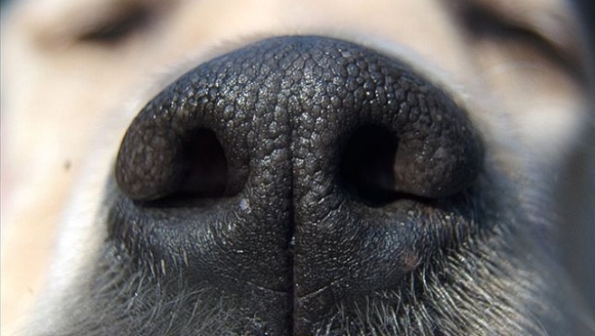 Служебная собака нашла вора по запаху водки