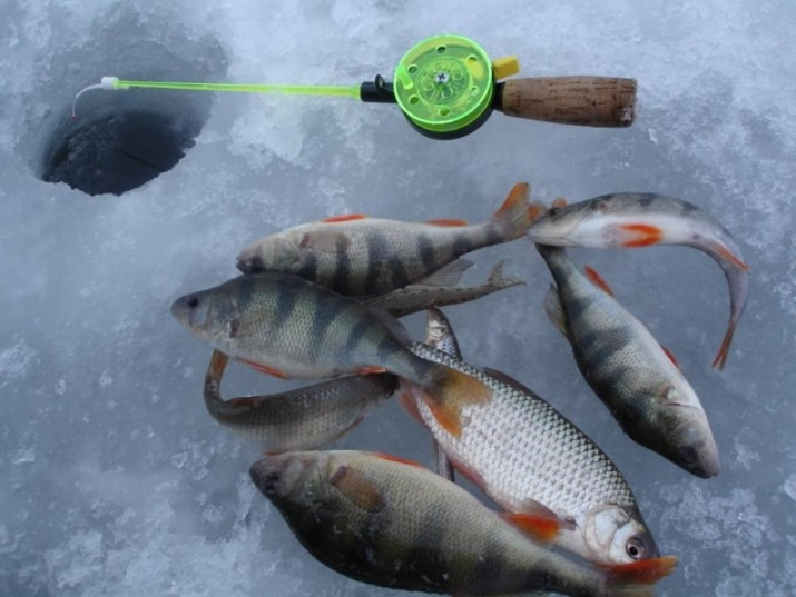 Клюет? Бобруйские рыбаки устроят соревнования на озере Тарасова