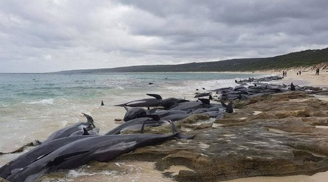Более 150 дельфинов выбросились на берег в Австралии