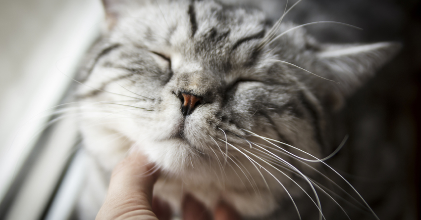 Мурчание кошек способствует лечению ран и снижению стресса