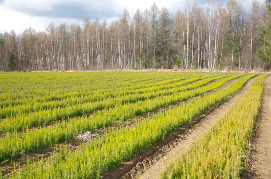 Купить Липу Паллидум Оптом Питомник Белоруссия