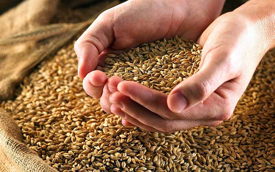 Аграрии Могилевской области намерены произвести не менее 1,3 млн т зерновых