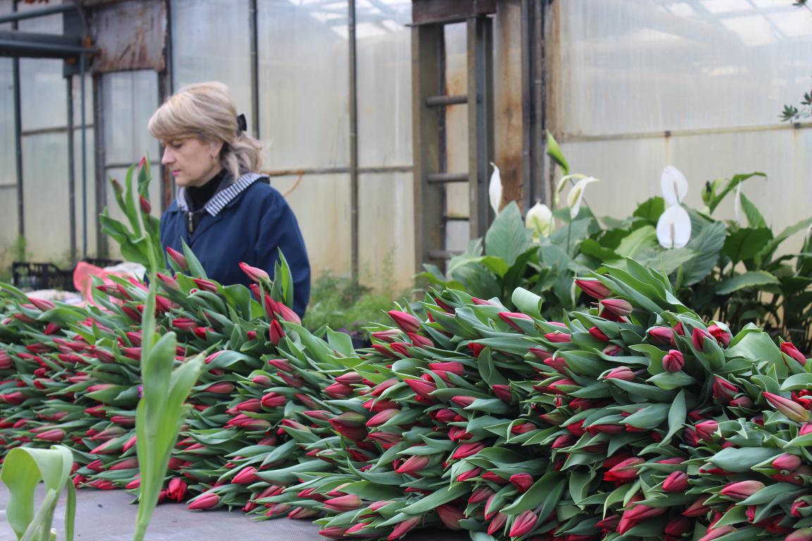 Островок весны. Тысячи тюльпанов и роз поступают в цветочные магазины Бобруйска
