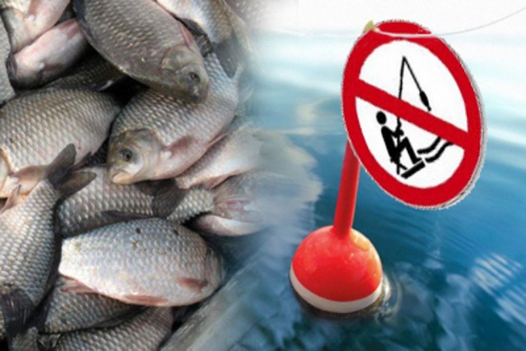 Запрет на лов всех видов рыбы вводится с 1 апреля в Могилевской области
