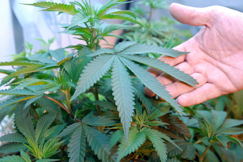 Около 710 граммов марихуаны нашли у жителя Бобруйского района