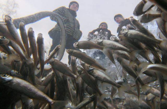Бобруйчан призывают сообщать о фактах замора рыбы