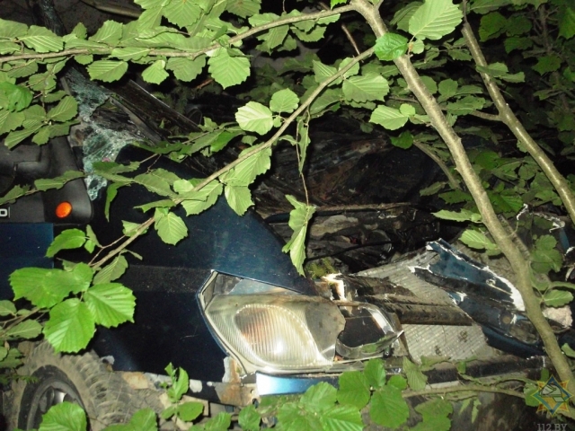 Молдавский автобус сбил лося под Бобруйском: один пассажир погиб