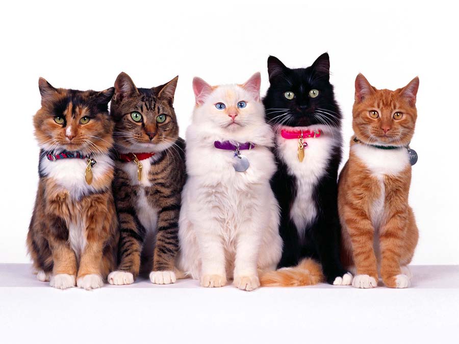 В Бобруйске пройдет выставка кошек
