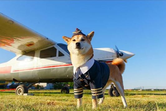 В Беларуси выбрали собаку-авиатора для полета в небо