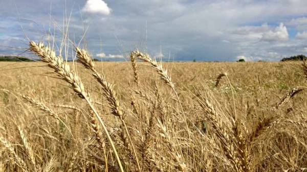 В Беларуси из-за засухи погибло 2% посевов
