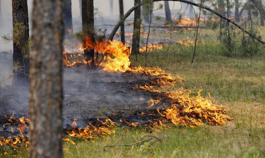 В Беларуси с начала сезона произошло больше 300 лесных пожаров