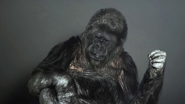 Умерла самая умная в мире горилла