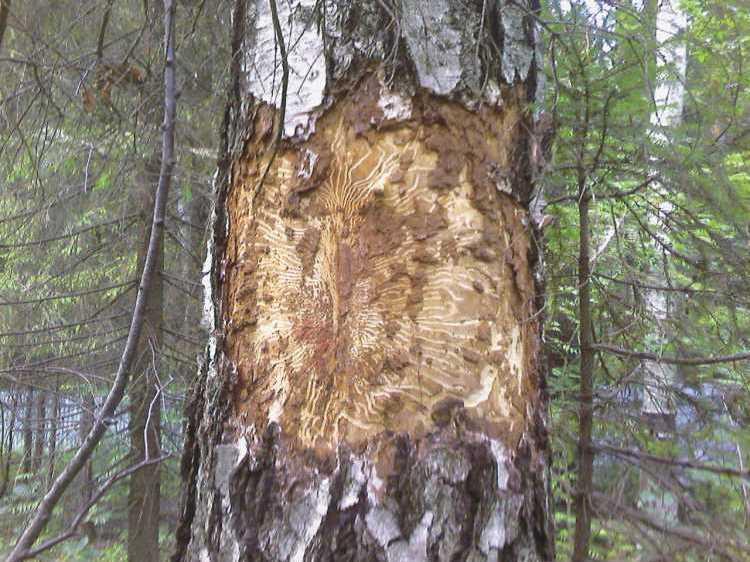 Более 10 тысяч га сосновых лесов пострадали от жука-короеда с начала года в Могилевской области