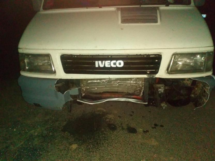 Водитель Iveco в Белыничском районе сбил кабана