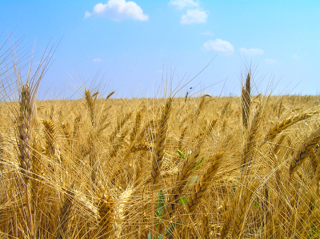 Засуха повредила посевы более чем на 20 тысяч гектаров по Могилевской области
