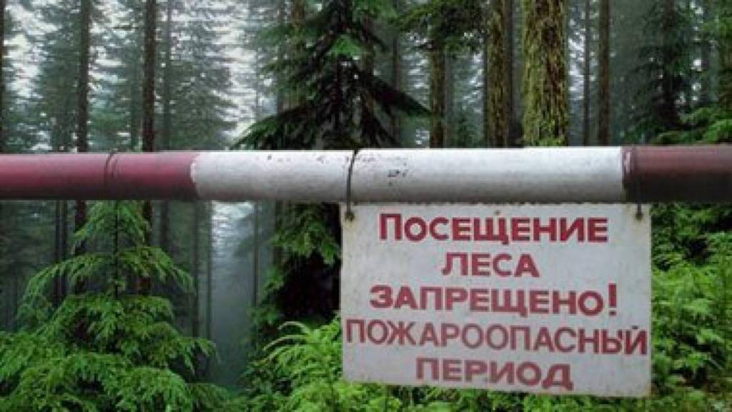 Запрет на посещение лесов введен уже в 8 районах Могилевской области, в том числе и в Бобруйском