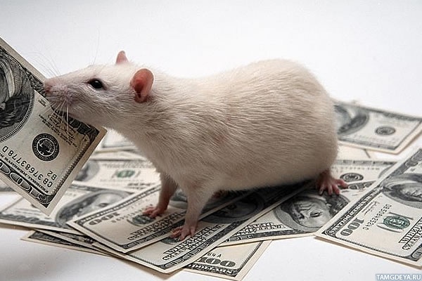 В Индии мыши сгрызли в банкомате более $17 тыс.
