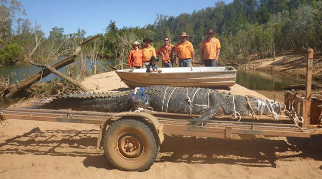 Крокодила-гиганта поймали в Австралии после десяти лет охоты