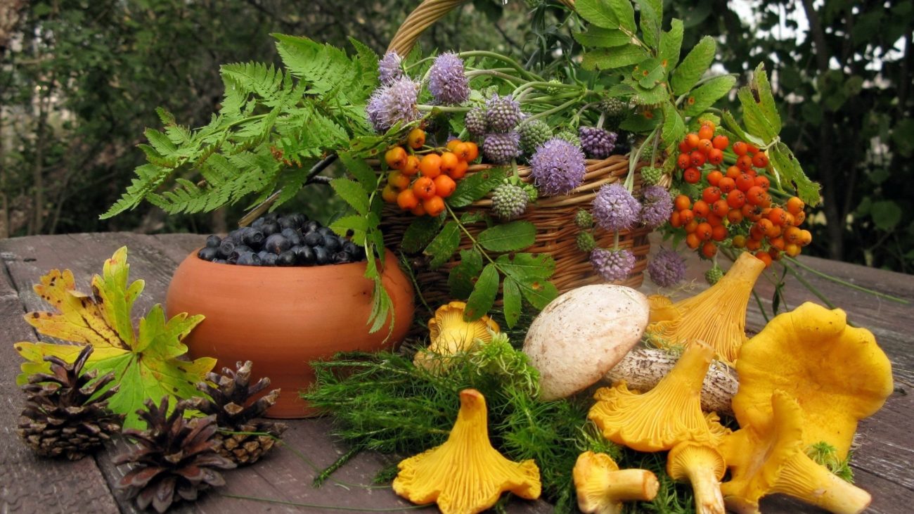 Ученые рассказали об урожае грибов и ягод в Беларуси