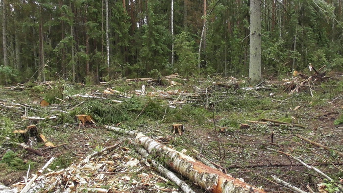 Масштабные незаконные рубки леса выявлены в лесном фонде Бобруйского и Краснопольского лесхозов