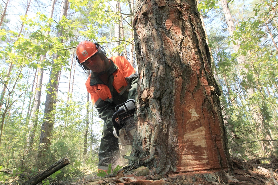 Леса на «военном положении». Бобруйские лесоводы борются с нашествием короедов