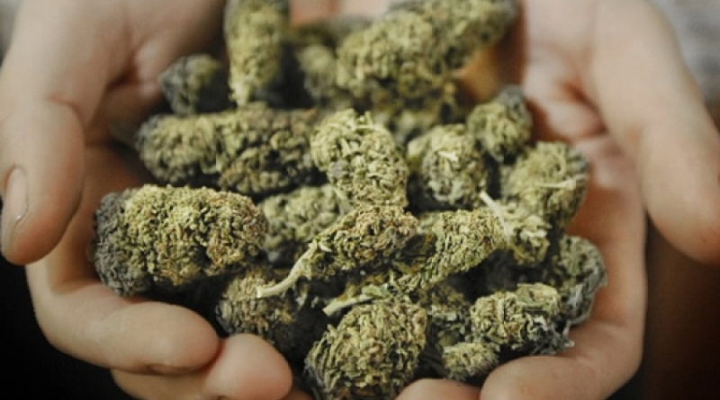 Около килограмма марихуаны изъято у жителя Кировского района
