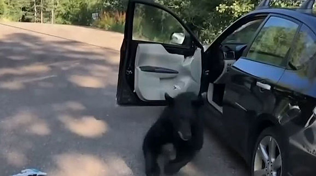 В США медведь разбил авто и уснул на сидении