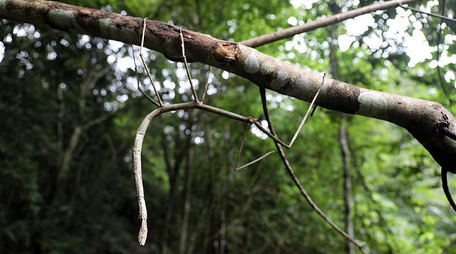 Китайские ученые выпустили на волю личинок самого длинного насекомого в мире