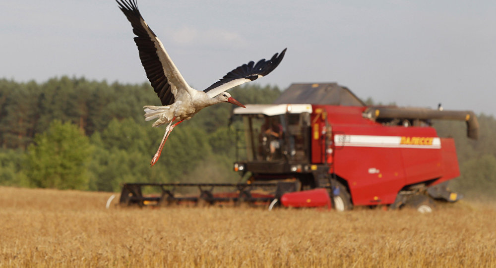 Белорусские аграрии намолотили более 3 миллионов тонн зерна