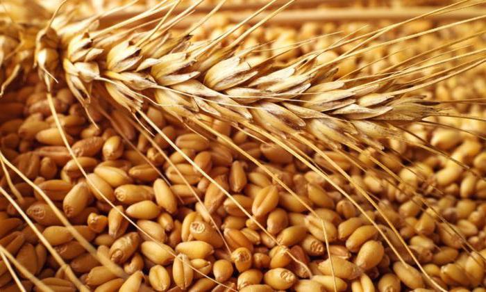 Сбор зерна в Беларуси уже превысил 4 млн тонн