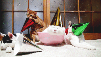 Сегодня — Всемирный день кошек. Не забудьте поздравить своих замурчательных питомцев