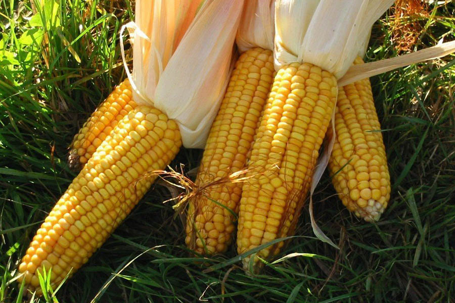 Милиция предупреждает: за кражу кукурузы  с колхозного поля грозят арест и крупный штраф