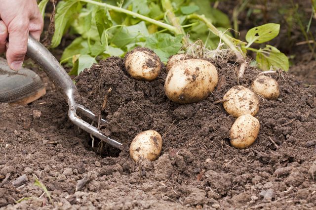 «Подорожают даже чипсы!». Западные эксперты прогнозируют неурожай картошки, грозит ли он нам?