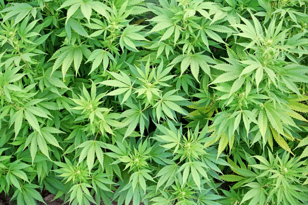153 куста конопли и высушенную марихуану обнаружили у жителя Глусского района