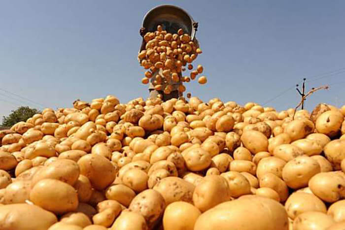 Урожайность картофеля на Могилевщине выросла в два раза. Будут экспортировать