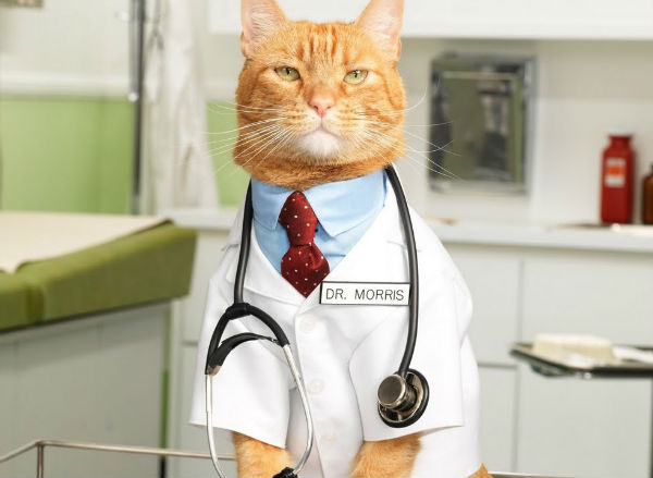 Доктор кот. Топ-5 лечебных умений этих питомцев, эффективность которых доказана учеными