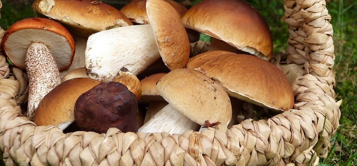 Пять случаев отравления грибами зарегистрировано в Могилевской области