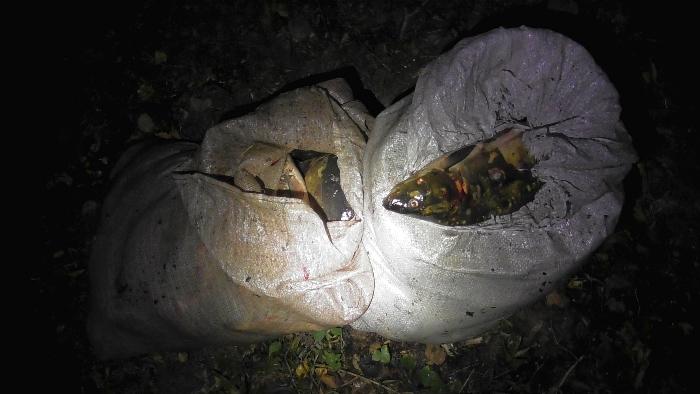 Местный житель украл 126 кг рыбы рыбхоза в Осиповичском районе