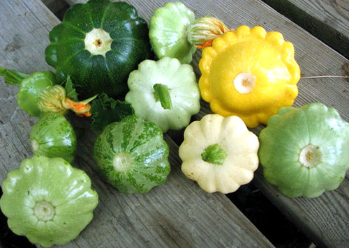 В чем польза и вред сезонного овоща патиссон?