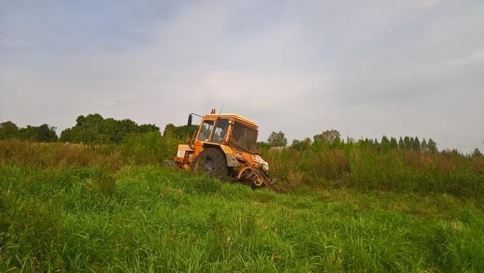 Почти 2 тонны дикорастущей конопли уничтожили в Быховском районе