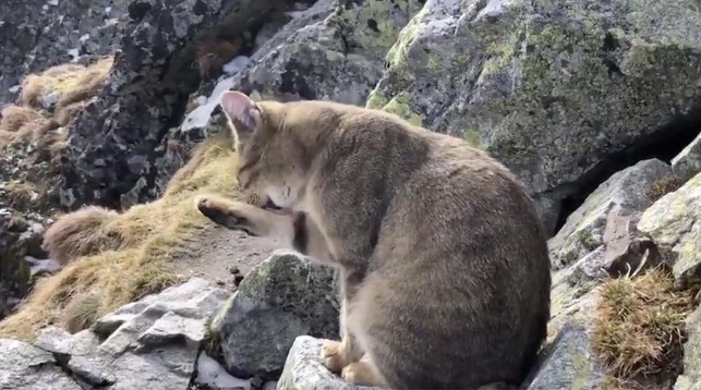 Польский альпинист на высоте 2,5 тыс. м над уровнем моря нашел кота