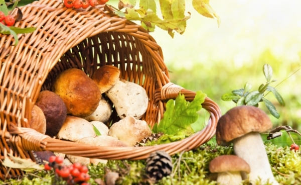 Топ 5 полезных свойств грибов