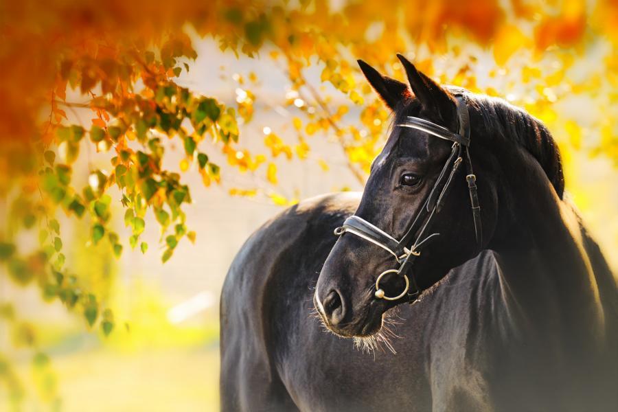 Найден скупщик краденого из Бобруйска: лошадь успели продать за пределы страны