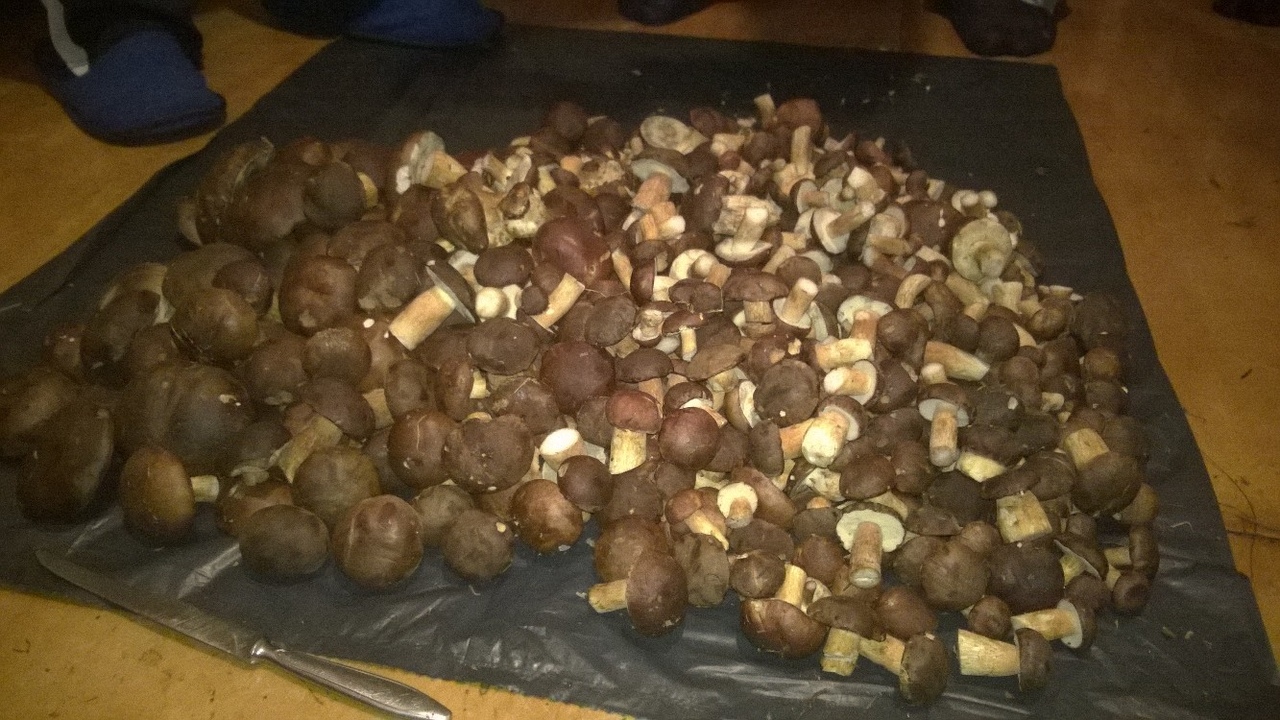 Более 200 грибов насобирали бобруйчане 11 октября