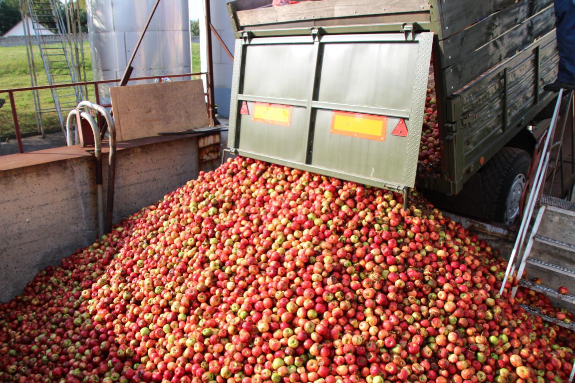 Около 3 000 тонн яблок планирует заготовить «Красный пищевик». Зефира хватит всем!