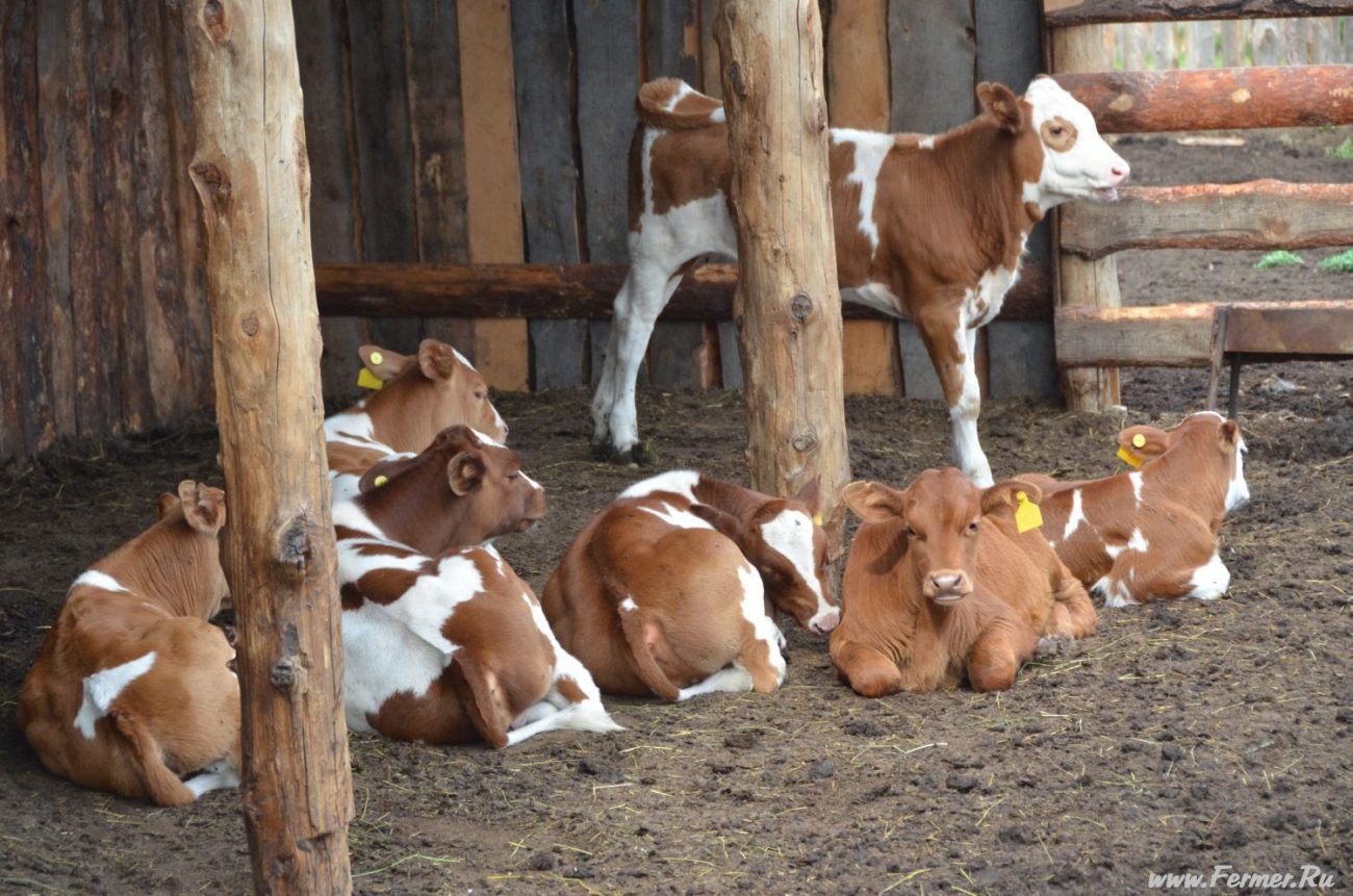 В Кричевском районе заведующие молочно-товарной фермы искажали данные о падеже телят